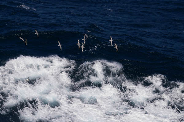 Fulmars